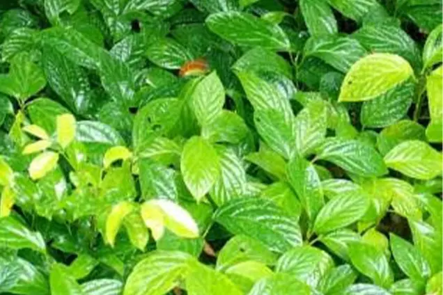 Saplings being cultivated in a controlled environment