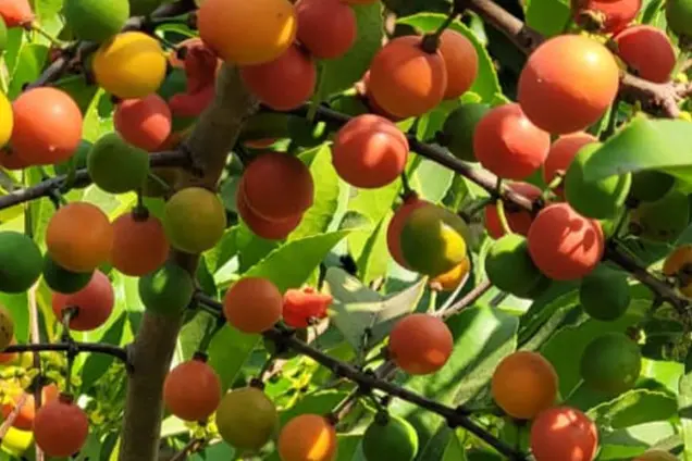 Researcher studying plants in the field
